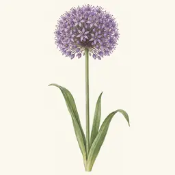 Alium (ilustración botánica)