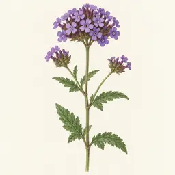 Verbena (ilustración botánica)